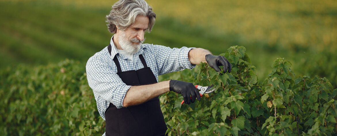 man-trimming-bough-brush-senior-black-apron